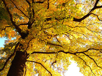 Low angle view of trees