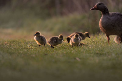 Ducks on field