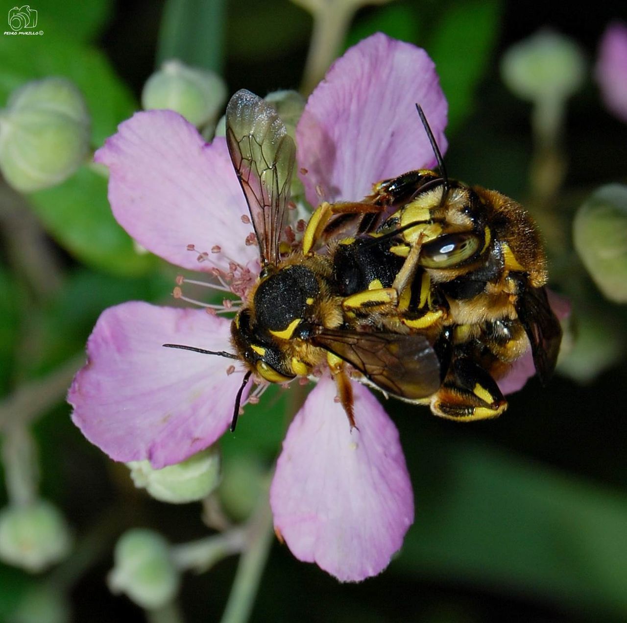 flower, flowering plant, animal themes, invertebrate, insect, petal, animal wildlife, animal, animals in the wild, one animal, beauty in nature, flower head, plant, close-up, fragility, freshness, vulnerability, bee, inflorescence, growth, pollination, pink color, pollen, no people, outdoors, animal wing, purple