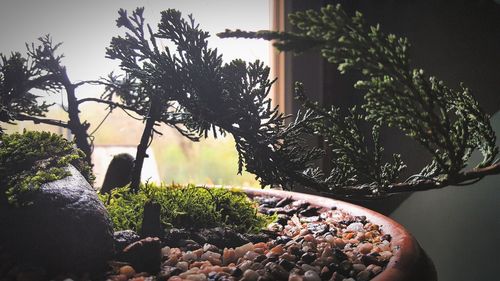 Close-up of potted plant against trees