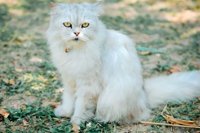 White cat looking away