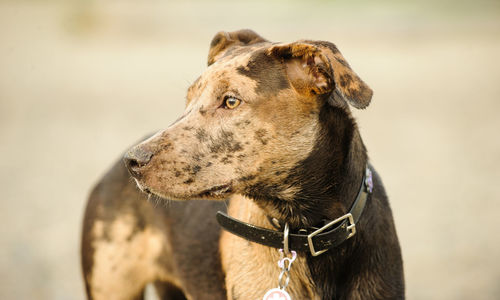 Close-up of dog on field