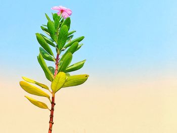 Close-up of plant against clear blue sky