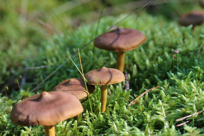 Close-up of mushroom growing on field