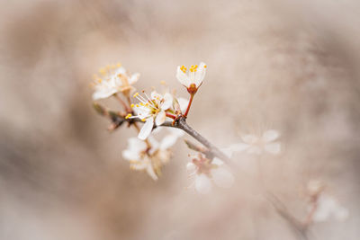Close-up of white cherry blossom