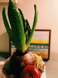 Close-up of food
