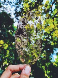 Close-up of hand holding leaf against trees