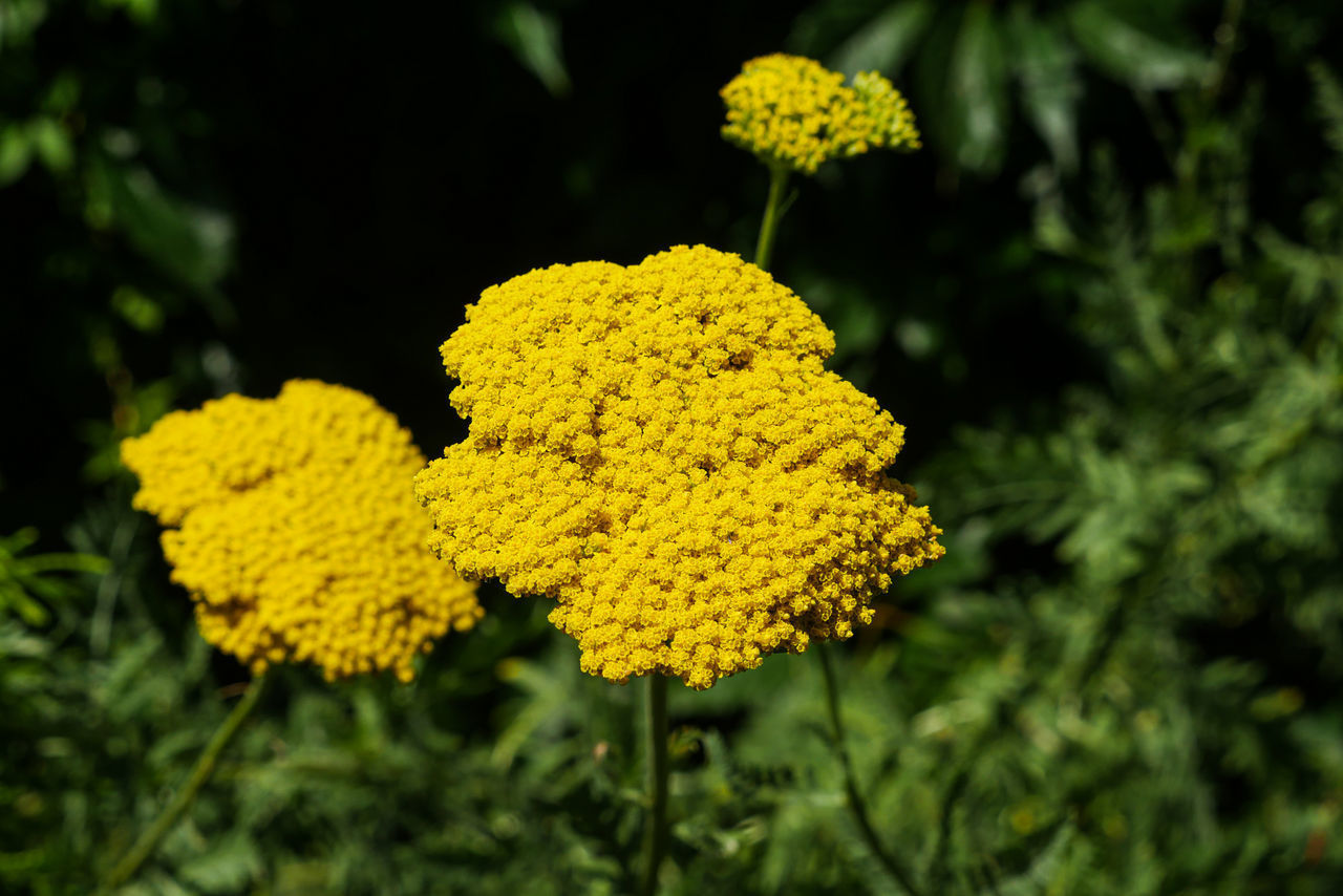 CLOSE-UP OF YELLOW FLOWERING PLANT