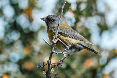 Close-up of bird perching on branch