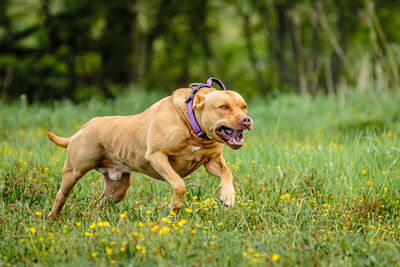 Pit bull terrier running fast and chasing lure across green field at dog racing competion