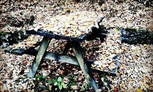 Plant growing on field