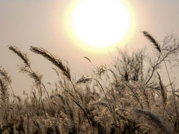 Close-up of stalks in field against sunset