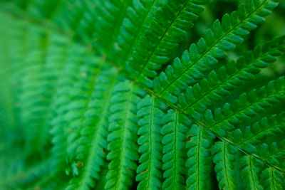 Full frame shot of fern leaves