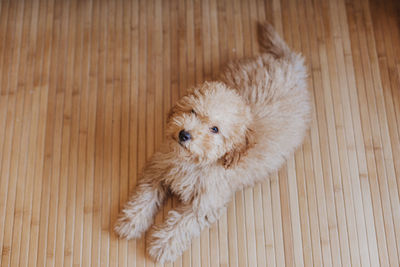 High angle view of puppy on hardwood floor