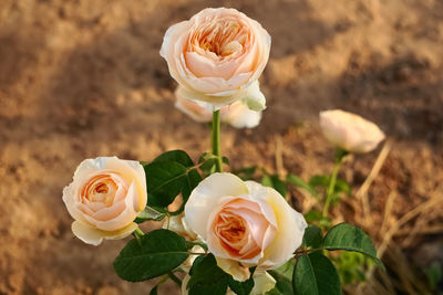 Close-up of rose roses