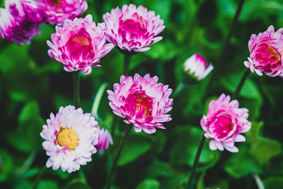 Close-up of pink flowering plants