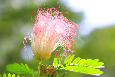 Close-up of pink flowering plant