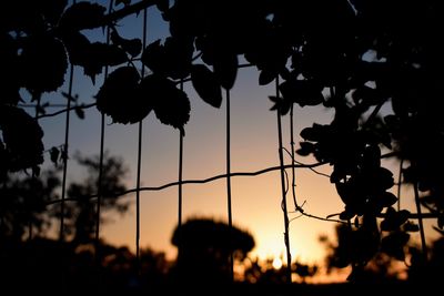 Low angle view of silhouette trees against dramatic sky