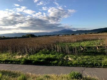 Scenic view of field against sky