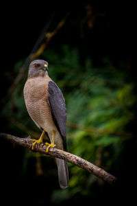 Close-up of eagle perching on branch