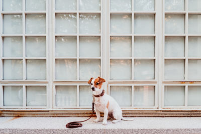 Dog looking away while sitting on wall