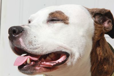 Close-up of dog