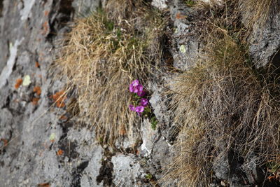 High angle view of flowering plants on rocks