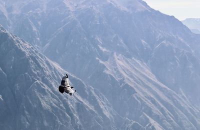 View of bird flying against mountain range