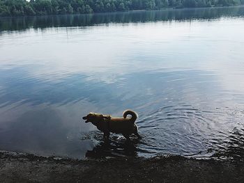 Swan swimming on lake