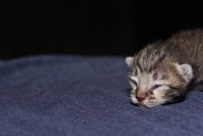 Close-up of kitten sleeping on blanket