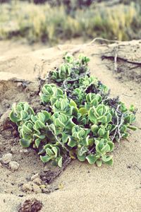 Close-up of plant growing on field