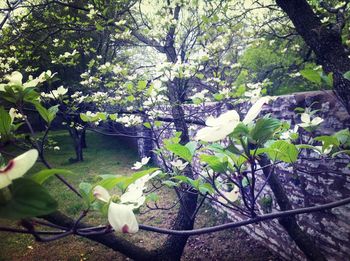 Plant growing on tree