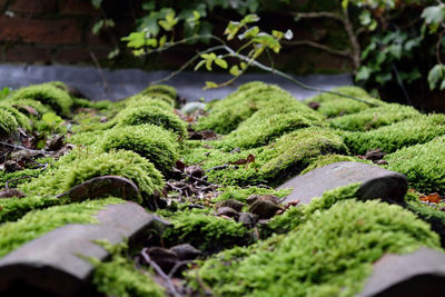 Close-up of moss growing on plant