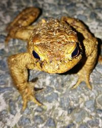 Close-up of lizard