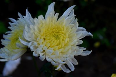 Close-up of white flower