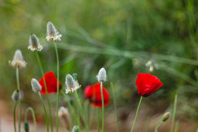 Close-up of red flowering plant on field