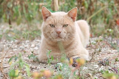 Portrait of a cat on field