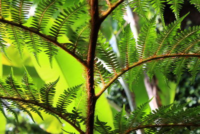 Close-up of pine tree leaves