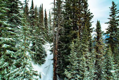 Pine trees in forest during winter