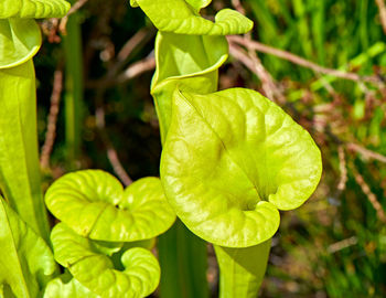 Close-up of fresh green leaves
