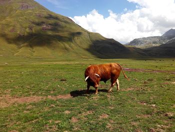 Bull standing on grassy field by mountain against cloudy sky