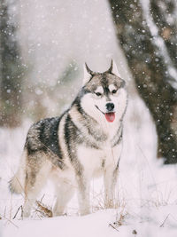 Close-up of dog on snow covered field