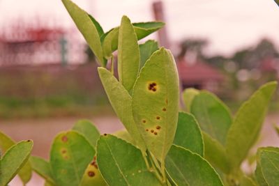 Close-up of succulent plant leaves