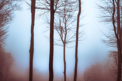 Bare trees in forest against sky