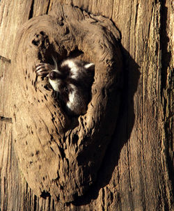 Close-up of lizard on wood