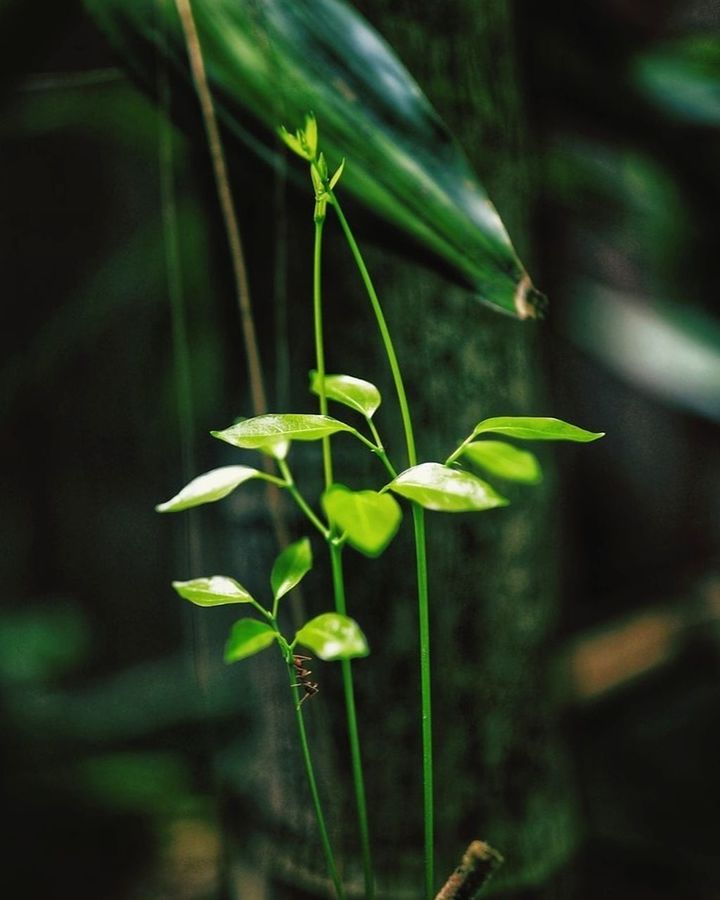 plant, growth, beauty in nature, close-up, focus on foreground, nature, no people, green color, fragility, vulnerability, plant part, day, plant stem, leaf, flower, freshness, flowering plant, outdoors, selective focus, tranquility