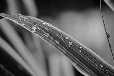Droplets on a blade of grass