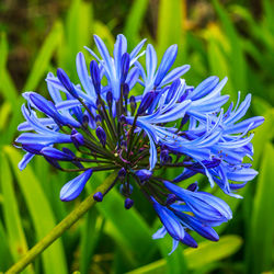 Close-up of wet purple flower