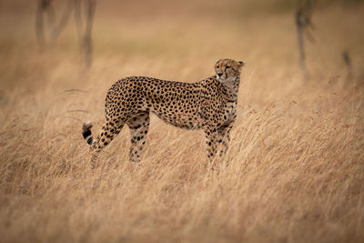 Cheetah on grassy field during sunny day