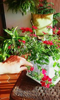 Potted plants on the wall